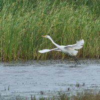 Белая цапля :: Игорь Шабалин