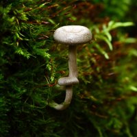 Паутинник :: Геннадий Супрун