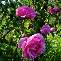 Июль.. :: Антонина Гугаева