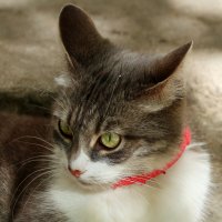 Портрет котейки на улице :: Светлана Тихонина Портрет котейки на улице :: Светлана Тихонина