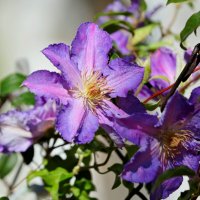 Клематис Тирислунд :: Светлана Тихонина