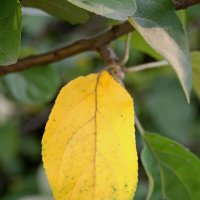 Осень шлет привет. :: сергей ермошкин Осень шлет привет. :: сергей ермошкин