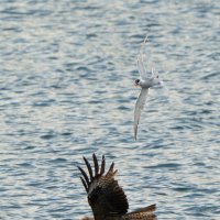 Воздушное пиратство :: Станислав С.