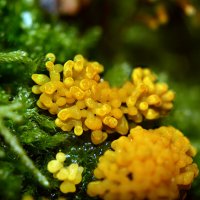 Слизевик  плазмодий :: Геннадий Супрун