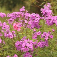 *** :: Елена Kазак (selena1965) *** :: Елена Kазак (selena1965)