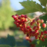Гроздь лета :: Дмитрий Петров Гроздь лета :: Дмитрий Петров
