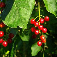 Черёмушка. :: Лия ☼ Черёмушка. :: Лия ☼