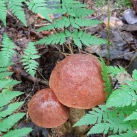 Про грибы :: Наталья Герасимова