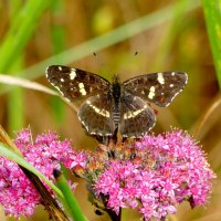 из снятого сегодня 3 :: Александр Прокудин
