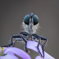 Ктырь. :: Александр Григорьев