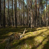 солнечно :: сергей 