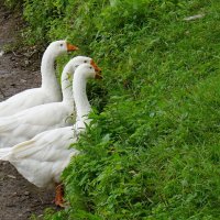 Лето в Царицыно :: Ольга 