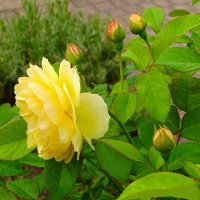 Городские цветы. :: Милешкин Владимир Алексеевич 