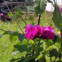 Во дворе :: Фотогруппа Весна Во дворе :: Фотогруппа Весна