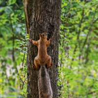 Белка обыкновенная :: Светлана Ищенко Белка обыкновенная :: Светлана Ищенко