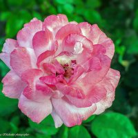 Роза — королева цветов :: Светлана Ищенко