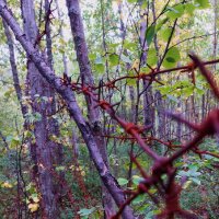 пугающая находка :: Артём 