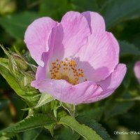 Шиповник собачий :: Светлана Ищенко Шиповник собачий :: Светлана Ищенко