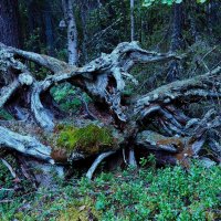 корнепластика :: Артём 