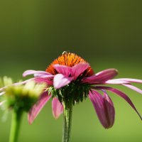 *** :: Иван Литвинов *** :: Иван Литвинов