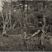 Лес где танцует БЕС 2. :: Сергей Калиновский