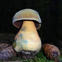 Лесные походы: гриб дубовик синеющий :: Андрей Заломленков