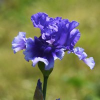 Лето в Ботаническом... Июнь. :: Наташа ***** Лето в Ботаническом... Июнь. :: Наташа *****