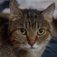 Умная киска :: Виктор Иванович Чернюк