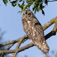 сова болотная :: юрий макаров