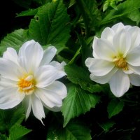 Георгинки :: Елена Семигина