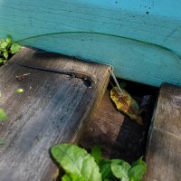 Маленькая ящерица :: Александр Синдерёв