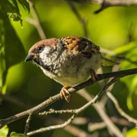 Просто воробей. :: Петр Беляков