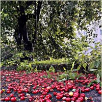 В преддверии осени. Алыча..... :: Валерия Комова