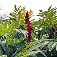 Сумах. :: Валерия Комова Сумах. :: Валерия Комова