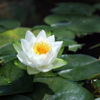 Кувшинка :: Roman stories - Кувшинка :: Roman stories -