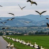 Лелеки відлітають у теплий край :: Степан Карачко