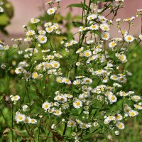 Ромашечки у дома :: Светлана Ромашечки у дома :: Светлана