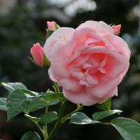 Августовская красавица :: Светлана 