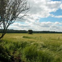 На краю поля. :: Наталья Лунева 
