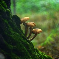 Три  опёнка :: Геннадий Супрун