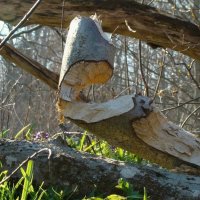 инсталляция от бобра :: gawrilа - dan