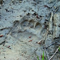 след медведя :: gawrilа - dan