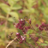 *** :: Елена Kазак (selena1965) *** :: Елена Kазак (selena1965)