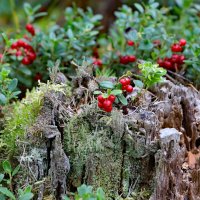 Пень :: краснов юрий 