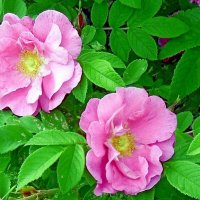 шиповник :: Наталья 