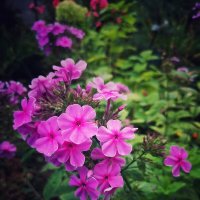 Флоксы :: Алексей Архипов