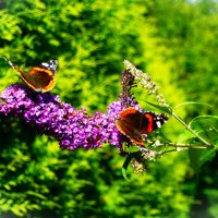 Разлетались адмиралы.. :: Aida10 