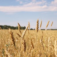 Поле :: Дмитрий Петров