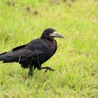 птичка... :: Андрей Катков птичка... :: Андрей Катков