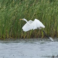 Полет цапли :: Игорь Шабалин